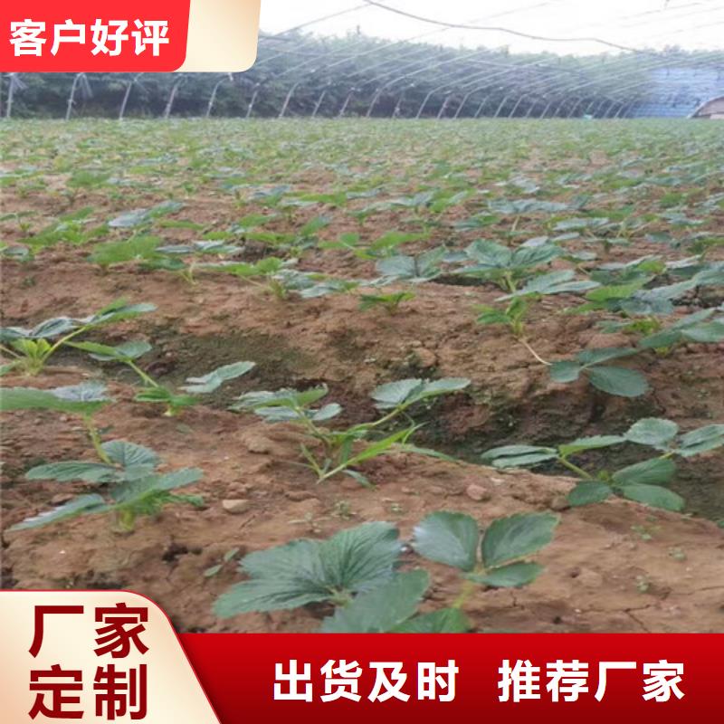 草莓苗大棚草莓苗专业的生产厂家