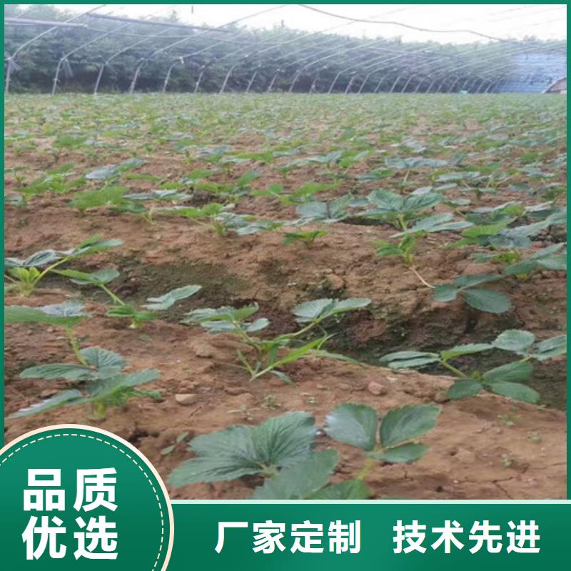 草莓苗_黑珍珠草莓苗工廠直營