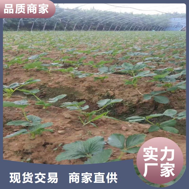 草莓苗毛蟠桃树苗基地工厂价格
