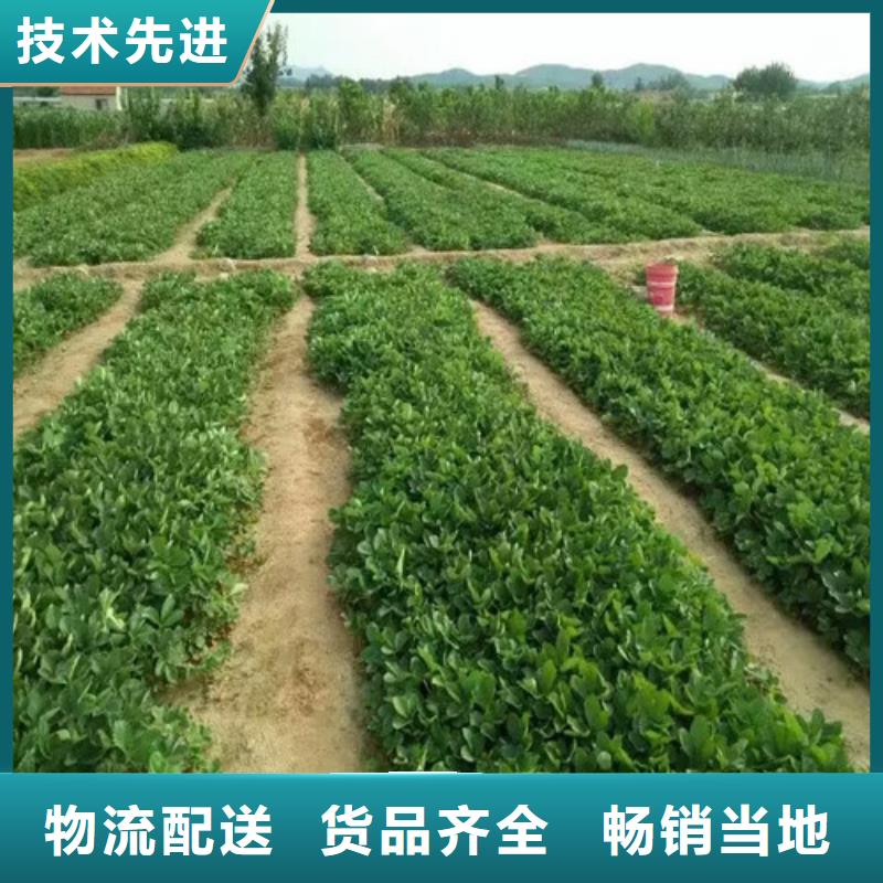 草莓苗香梨樹苗廠家