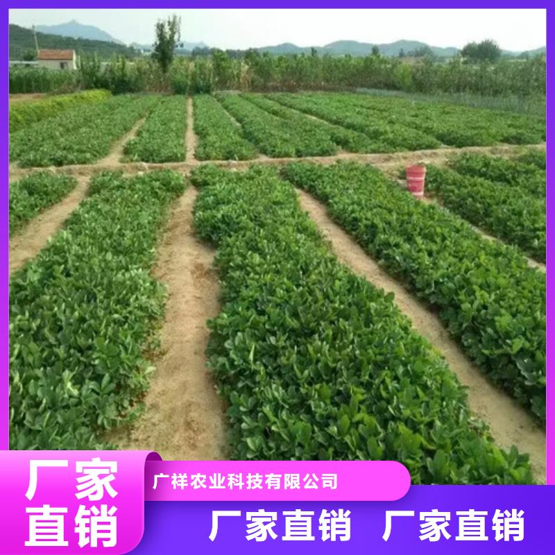 草莓苗葡萄苗基地销售的是诚信