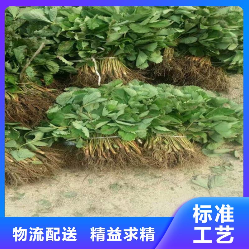 草莓苗-香椿樹苗閃電發貨