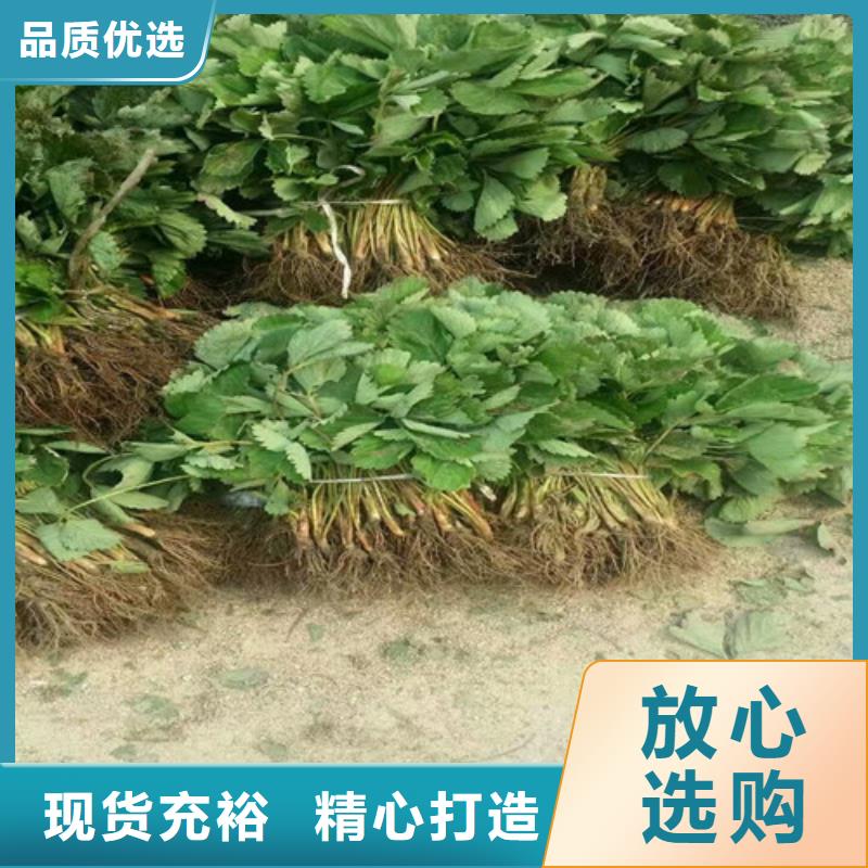 妙香草莓苗2025更新中(今日/商情)