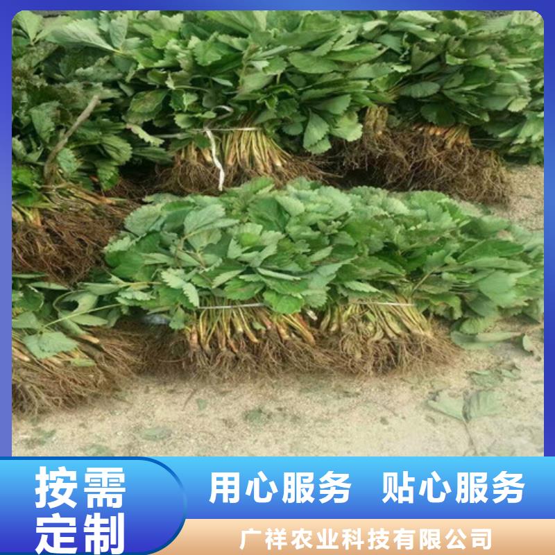 草莓苗梨树苗基地追求品质