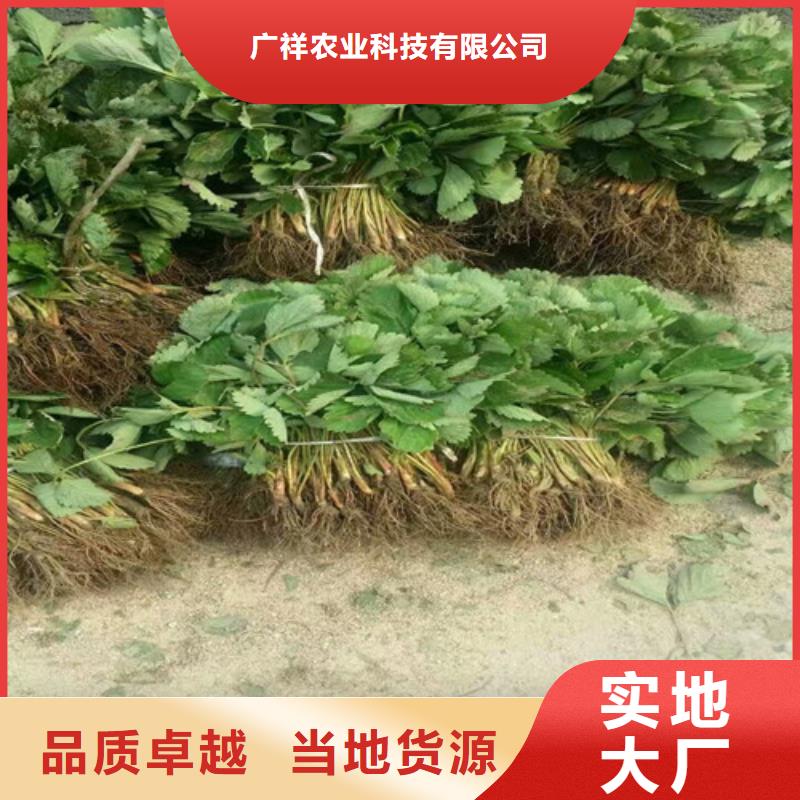 草莓苗苹果苗专业品质