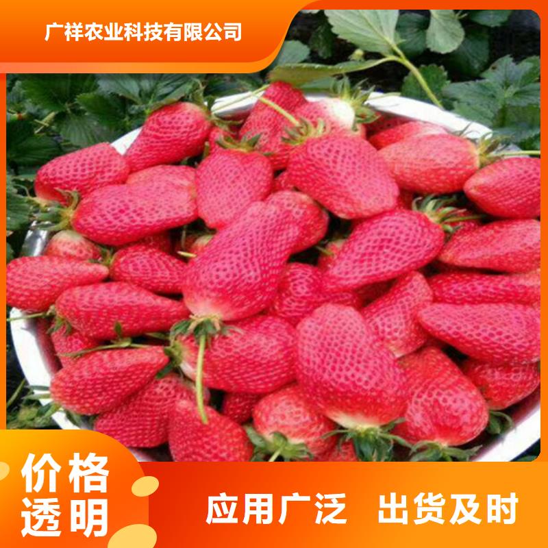 商南妙香草莓苗廠家供應(yīng)