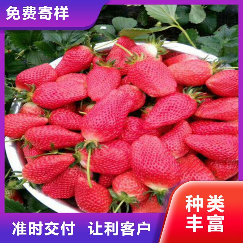 草莓苗_软籽石榴树苗24小时下单发货