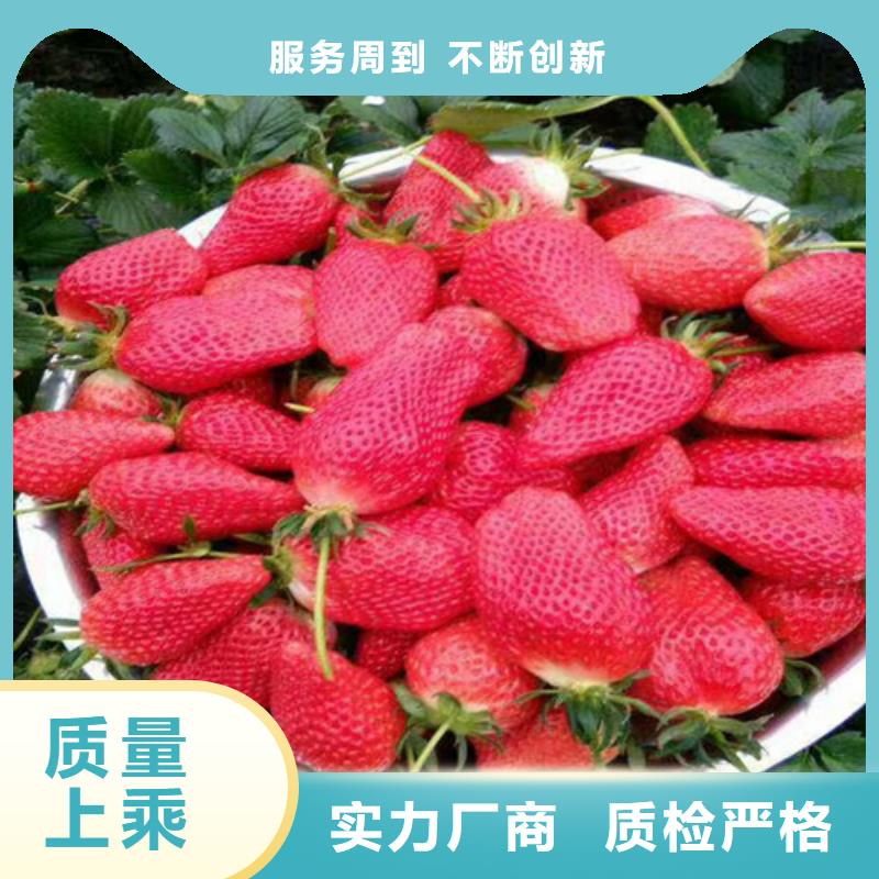 草莓苗香椿树苗厂家规格全