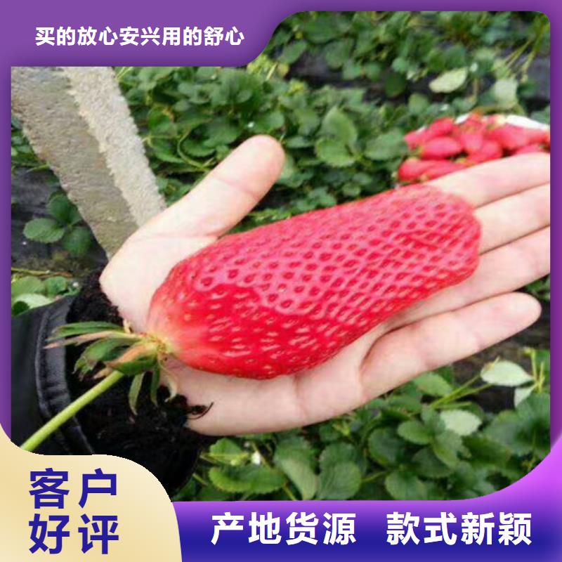 草莓苗-蜂糖李子樹苗暢銷當地