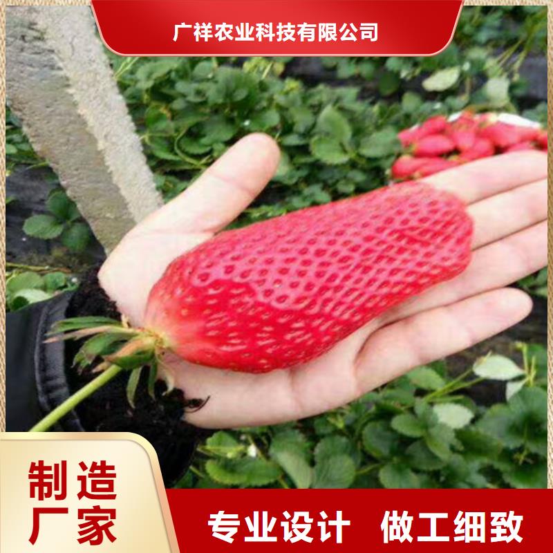 草莓苗蜂糖李子树苗细节决定品质