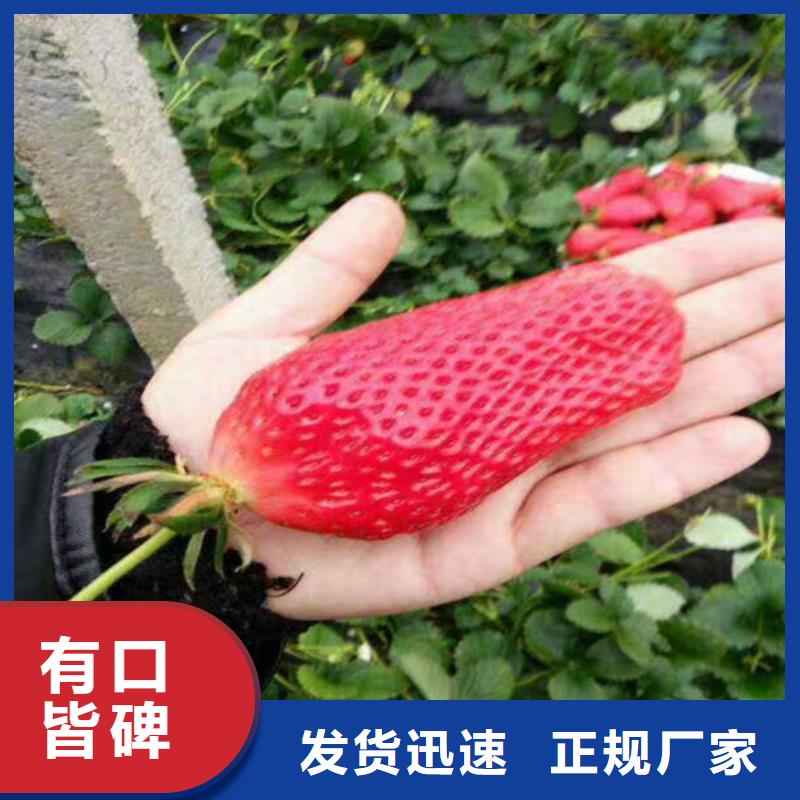 草莓苗红肉西梅厂家大量现货