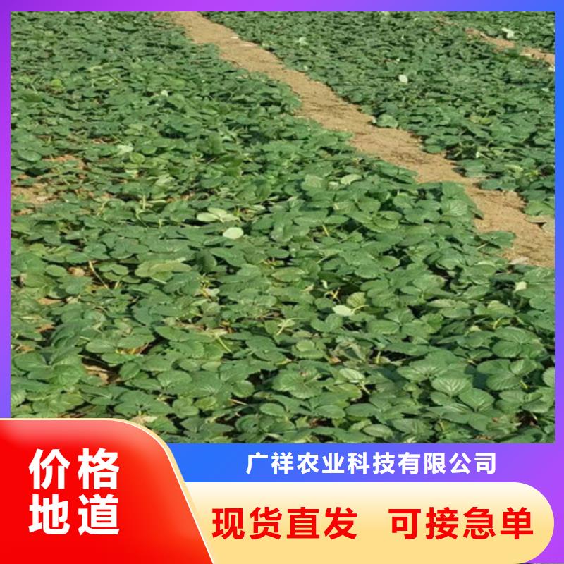 草莓苗天仙醉草莓苗每一处都是匠心制作