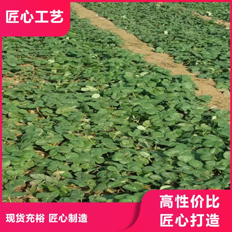 草莓苗,胭脂脆桃树苗使用方法