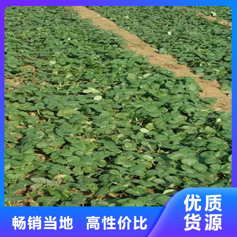 草莓苗樱桃苗设计合理