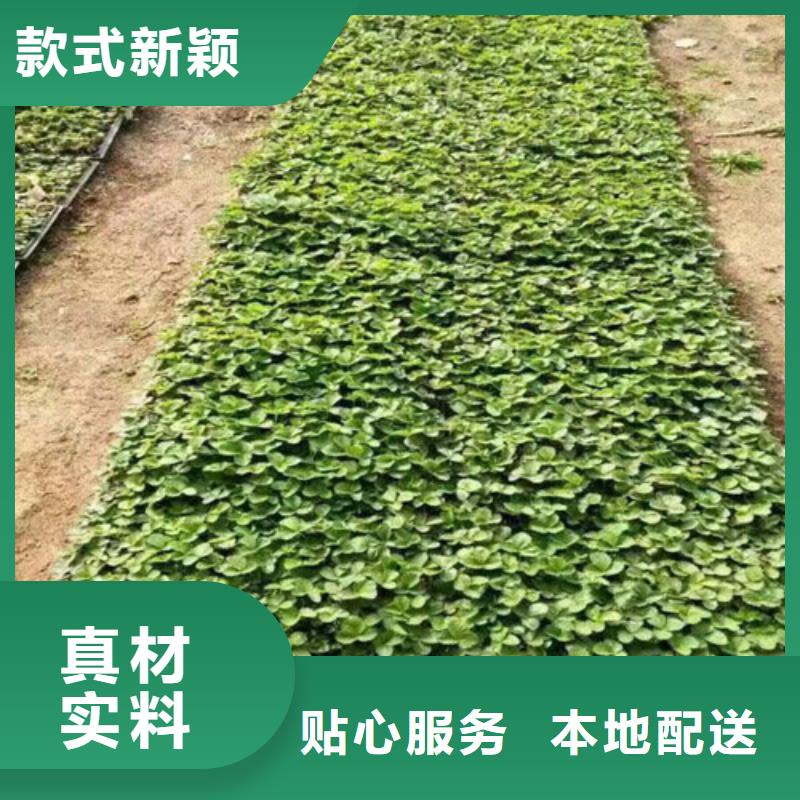 【草莓苗】西梅樹苗品質服務誠信為本