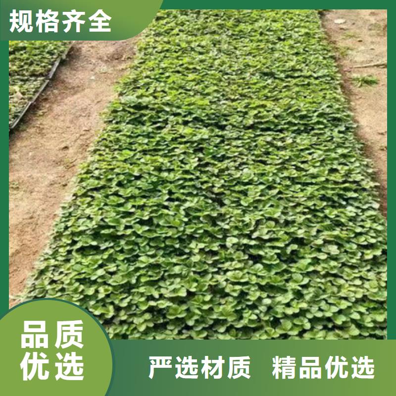 草莓苗哪里純正