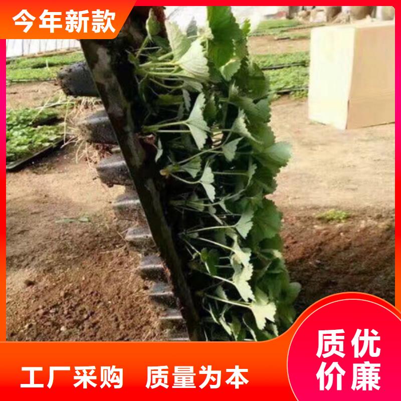 草莓苗苹果苗大量现货