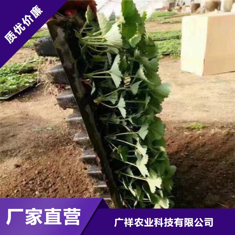 草莓苗_西梅树苗24小时下单发货