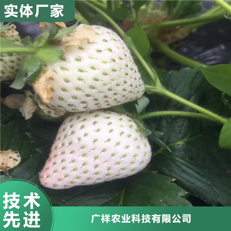 草莓苗_油蟠桃樹苗隨到隨提