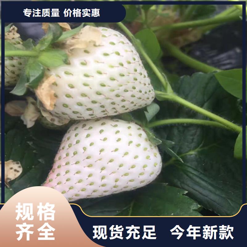 【草莓苗】果樹苗物流配貨上門