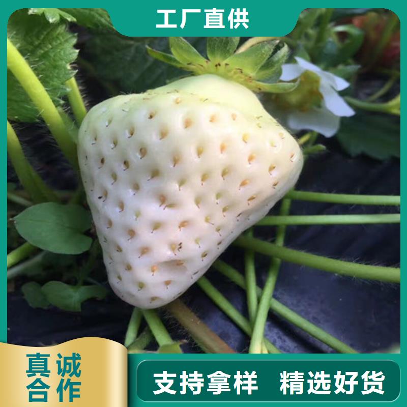 草莓苗-甜柿子樹苗定制銷售售后為一體