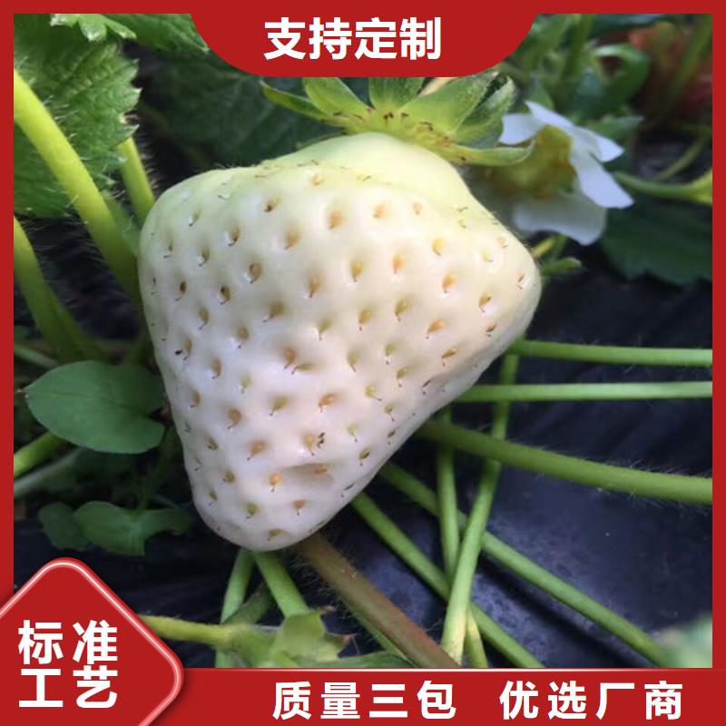 草莓苗_黑珍珠草莓苗工廠直營