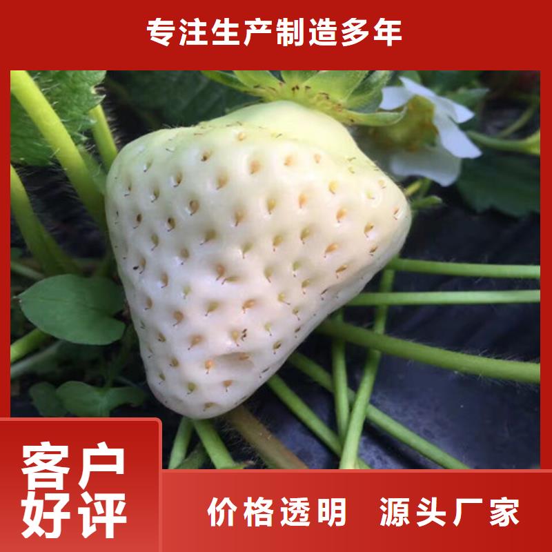 草莓苗黄金苹果树苗基地原厂制造