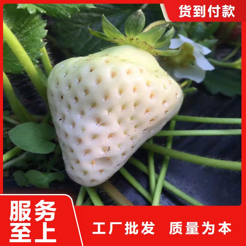 草莓苗红富士苹果树苗当地货源