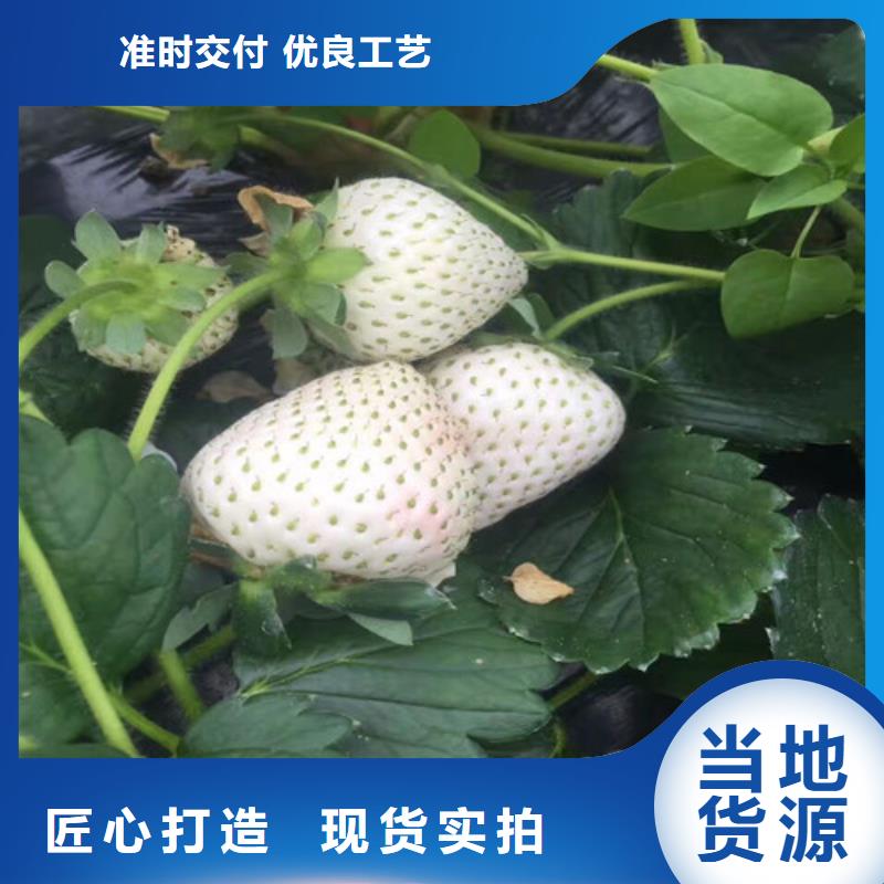 草莓苗梨樹苗基地就近發貨