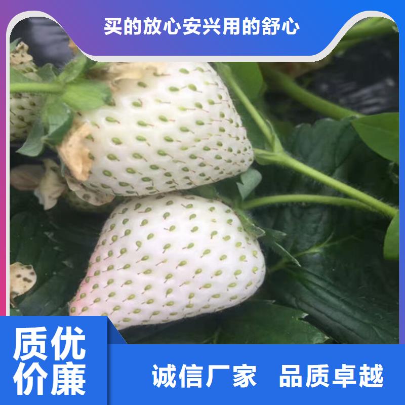 草莓苗香梨树苗源头厂源头货
