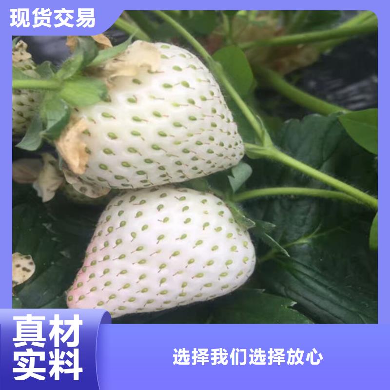 草莓苗白桃树苗定制速度快工期短