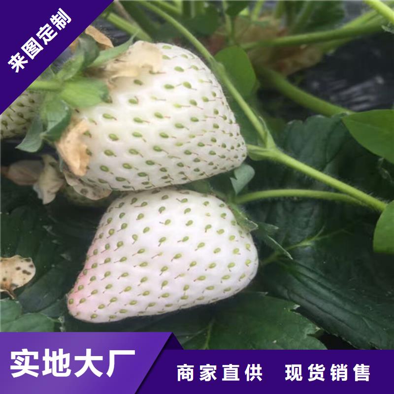 草莓苗葡萄苗基地精品选购