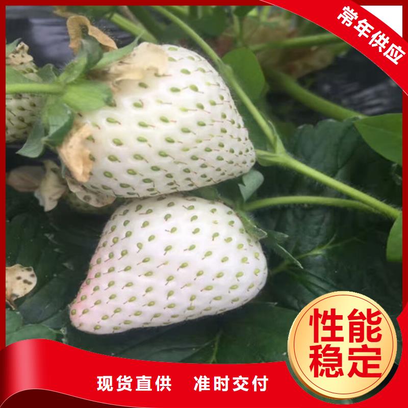 草莓苗,胭脂脆桃树苗使用方法