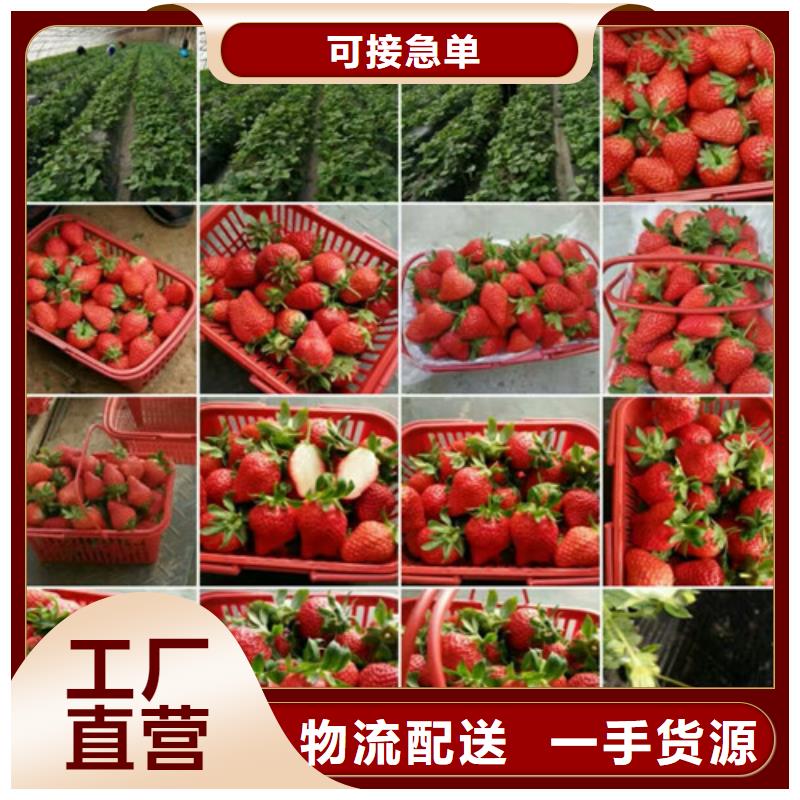 草莓苗陽光玫瑰葡萄樹苗廠家案例
