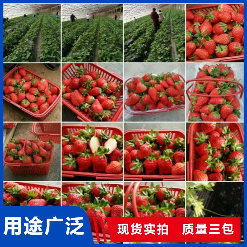 草莓苗【果樹苗】多種規格供您選擇