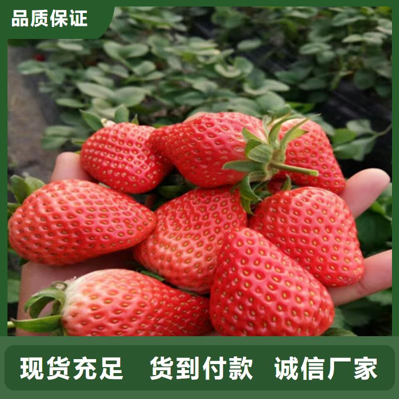 草莓苗青苹果树苗随心所欲定制
