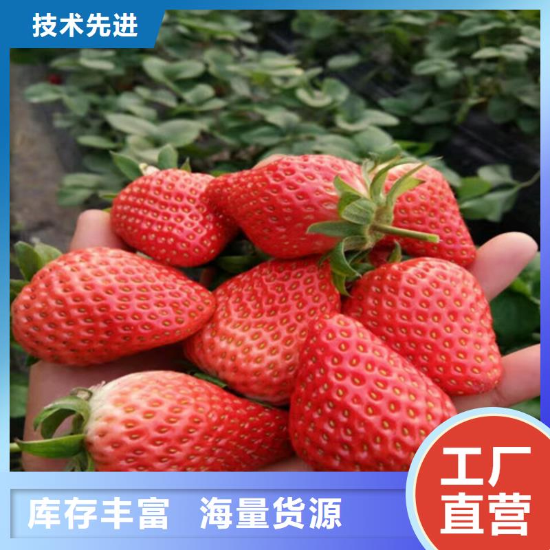 草莓苗苹果苗货源稳定