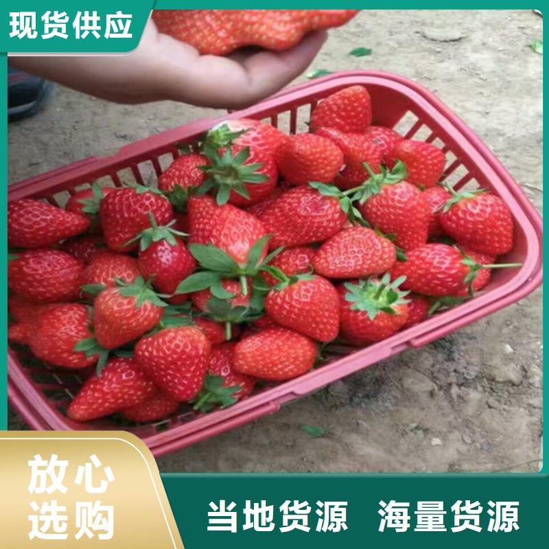 草莓苗-红富士苹果树苗免费获取报价