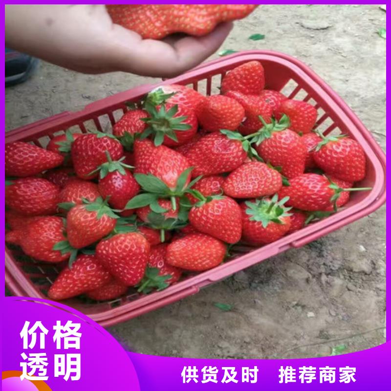 草莓苗葡萄苗基地層層質檢