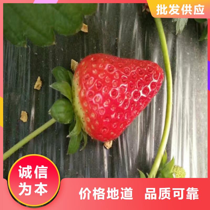 草莓苗_黑珍珠草莓苗工廠直營