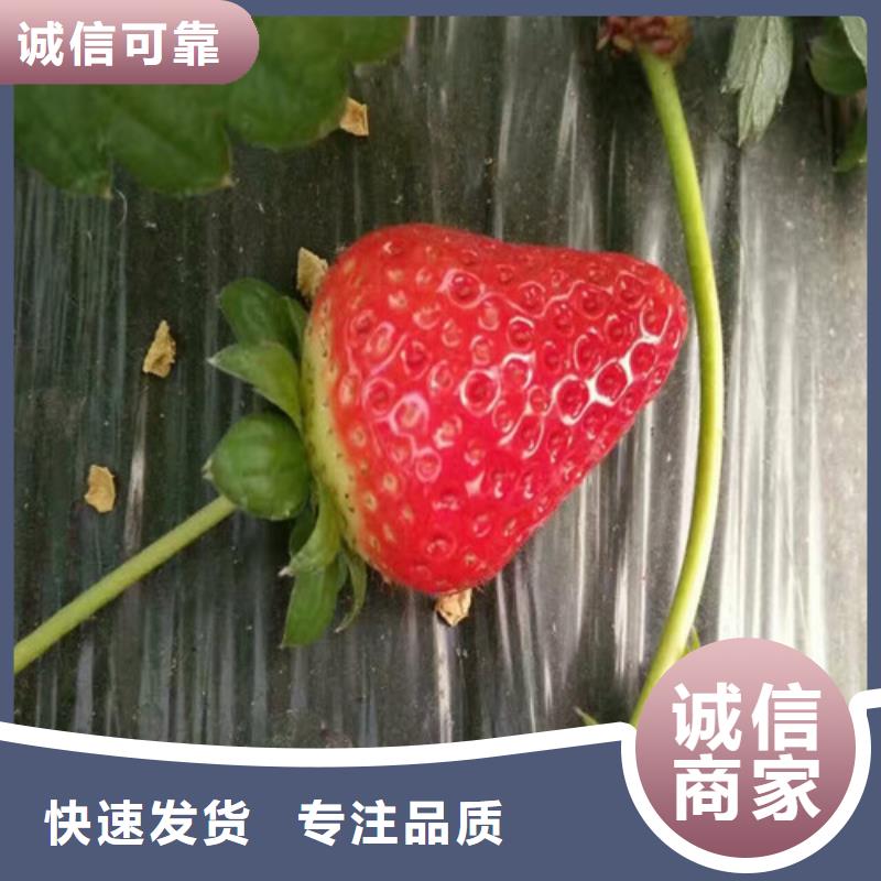 草莓苗毛蟠桃树苗基地工厂价格
