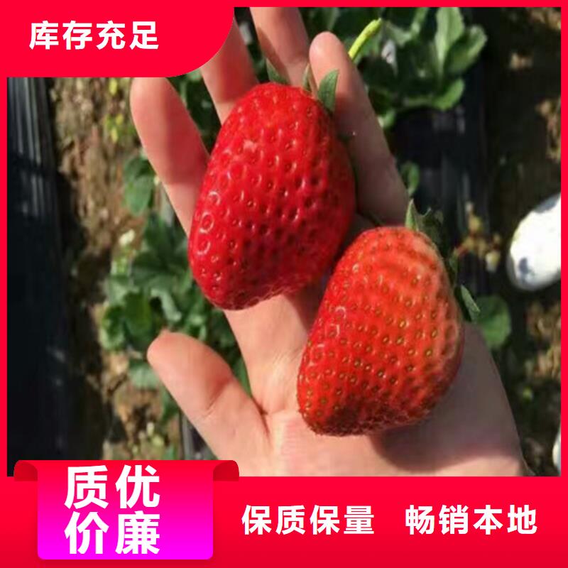 草莓苗桃樹苗基地設(shè)計制造銷售服務(wù)一體