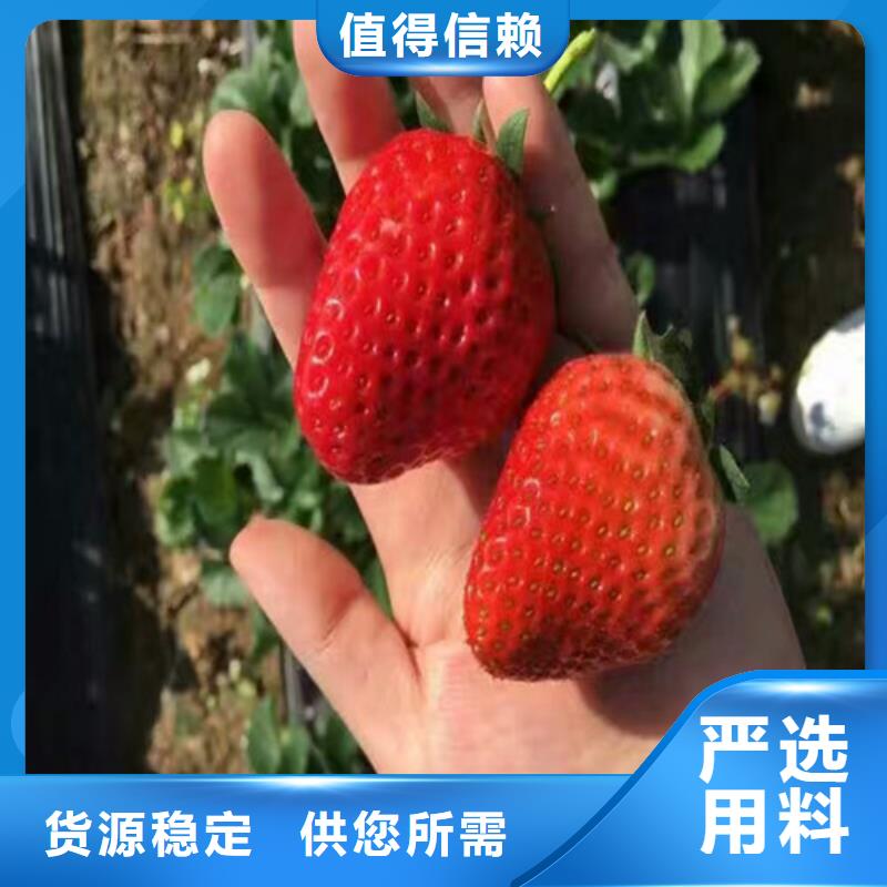 草莓苗葡萄苗基地销售的是诚信