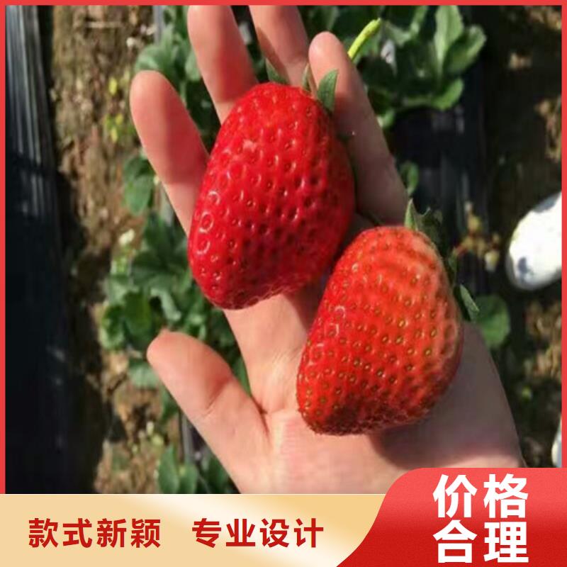 草莓苗草莓檢驗發貨