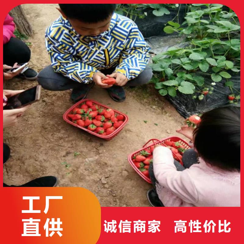 草莓苗-大棚草莓苗源厂供货