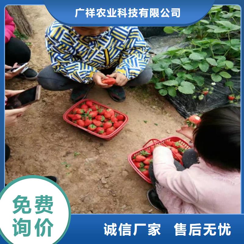 草莓苗果樹苗直銷廠家