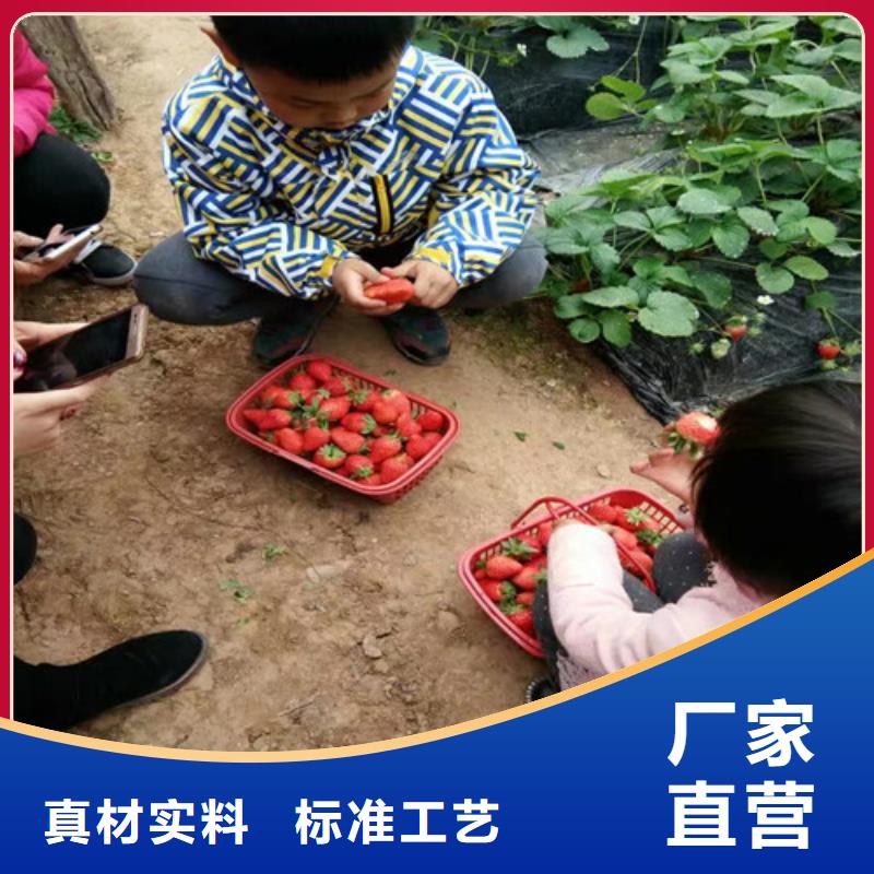 妙香草莓苗2025更新中(今日/商情)