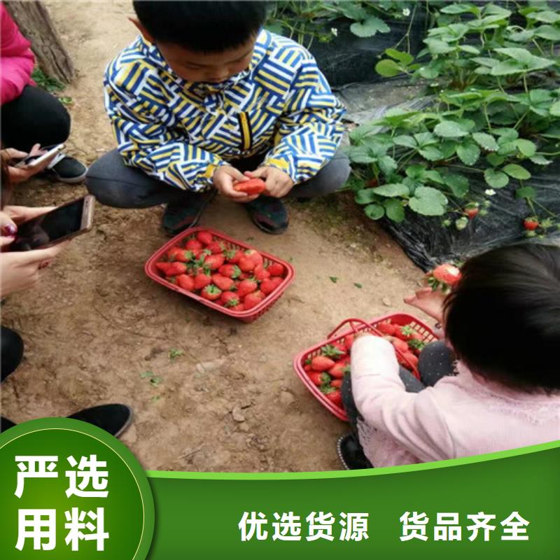 草莓苗 果树苗准时交付