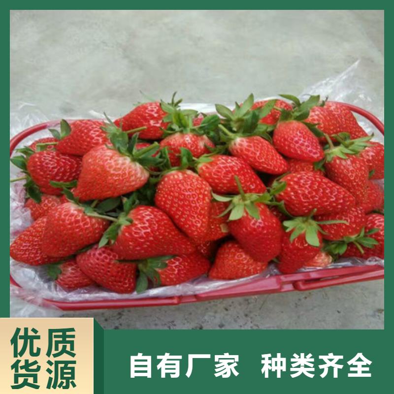 草莓苗西梅树苗产地直销