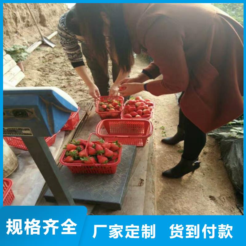 草莓苗大棚草莓苗多行业适用